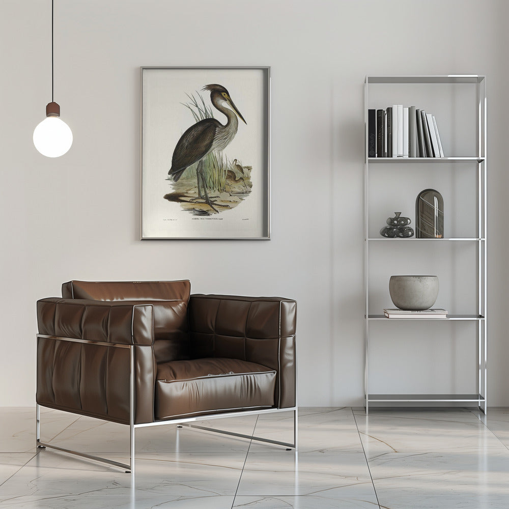 Great Billed Heron Poster