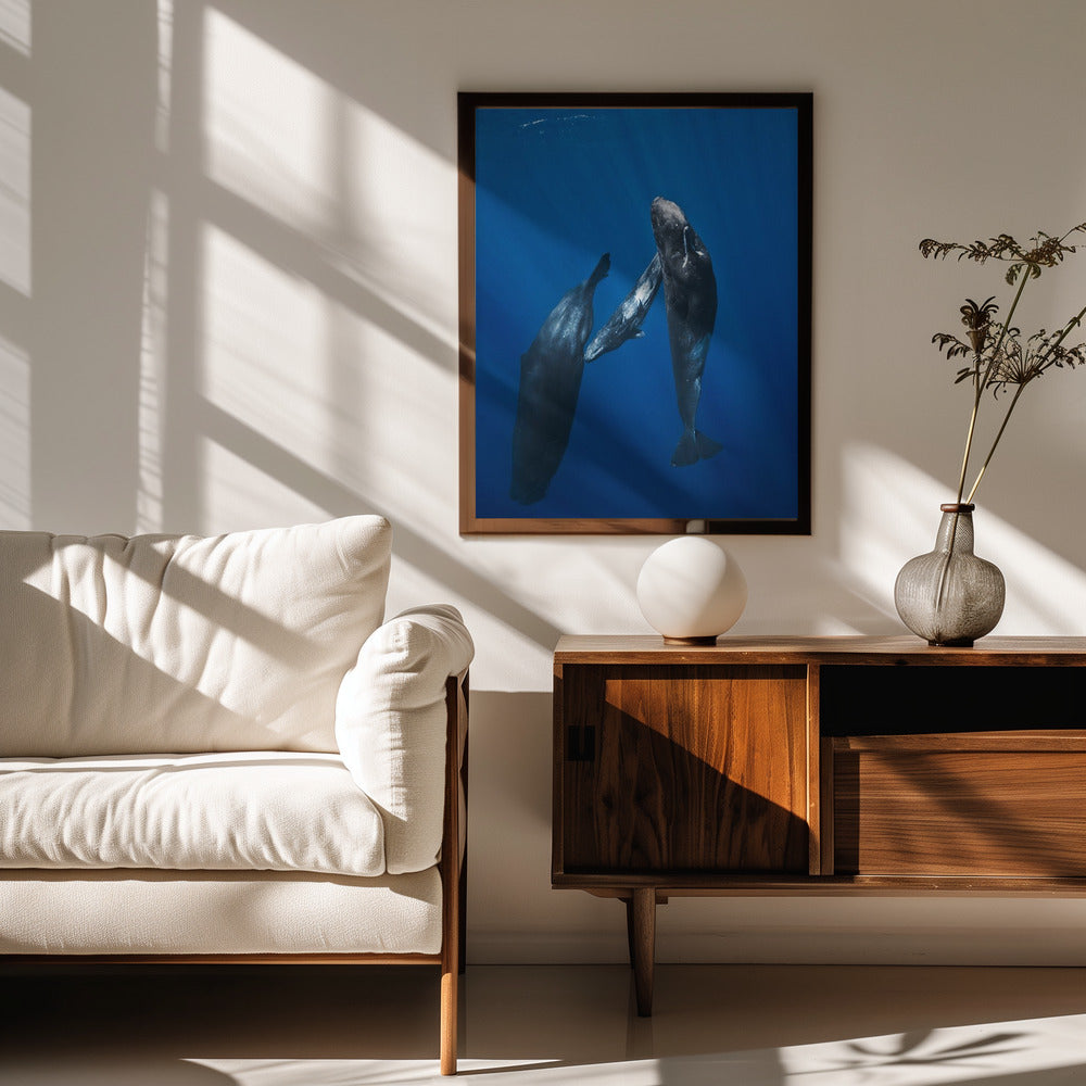 Sperm whale family Poster