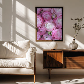 Pink ranunculus Poster