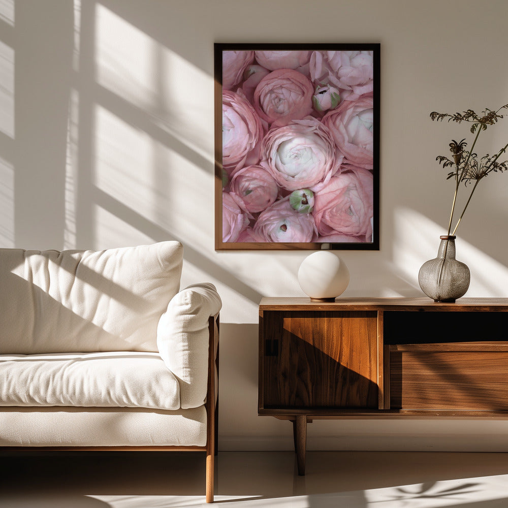 Subdued blush ranunculus Poster