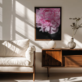 Pink peony V Poster