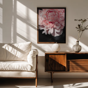 Blush peony V Poster