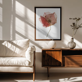 Bougainvillea Study No2 Poster