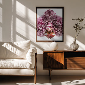 Leopard Orchid Poster