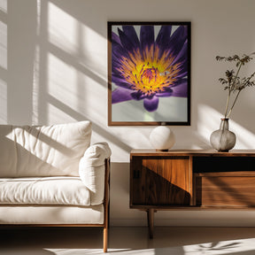 Water Lilly Poster