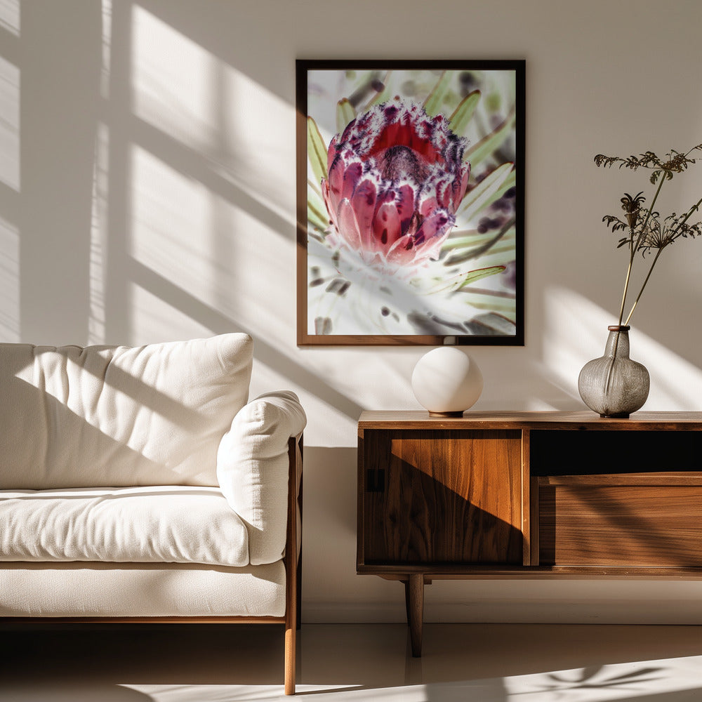 Wild Protea Poster