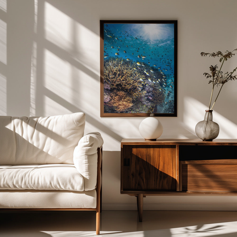 The damselfish against the light Poster