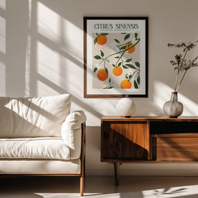 Citrus Sinensis - Orange Poster