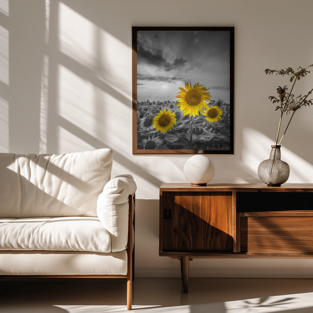 Yellow pop sunflowers Poster