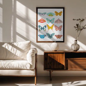 Butterfly Poster