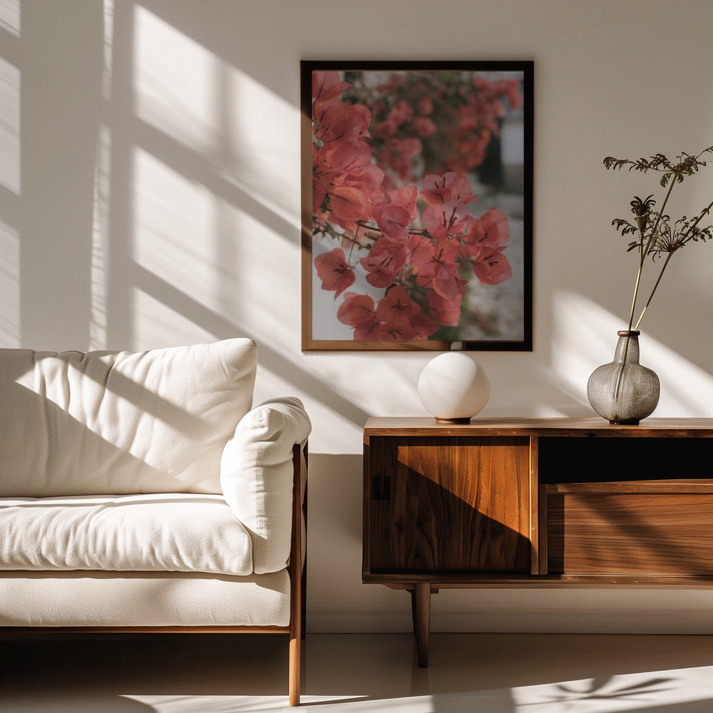 Pink Bougainvilleas Poster