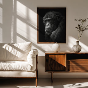 Chimpanzee Poster