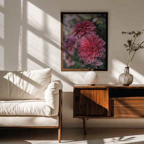 Dark Pink Dhalias Poster