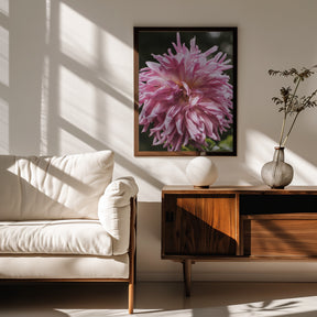 Light Pink Dhalia Poster