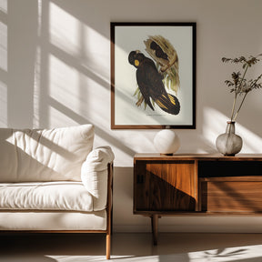 Yellow Eared Black Cockatoo Poster