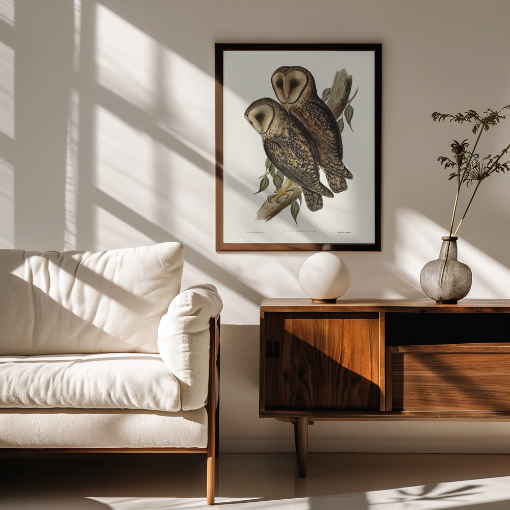 Masked Barn Owl Poster