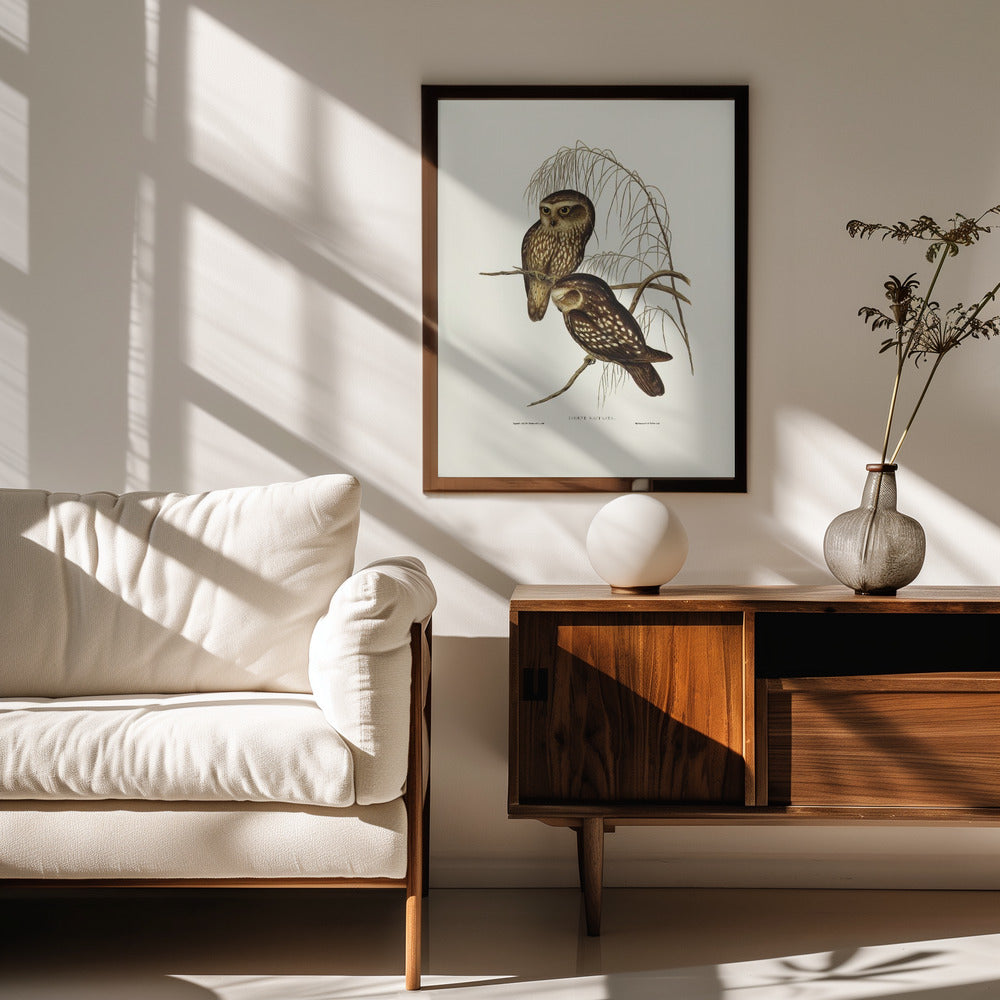 Spotted Owl Poster