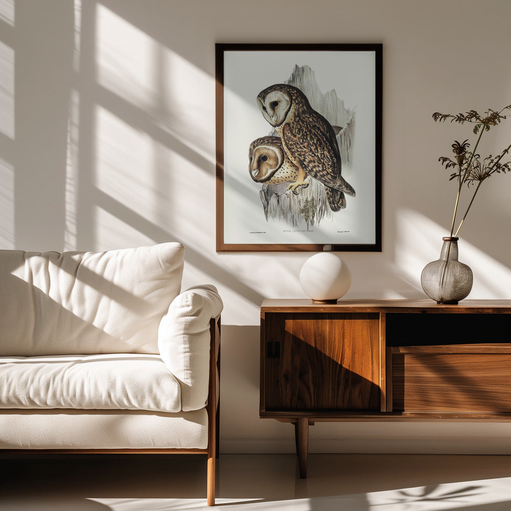 Chestnut Faced Owl Poster