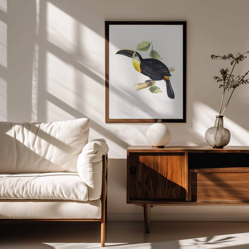 Osculant Toucan Poster