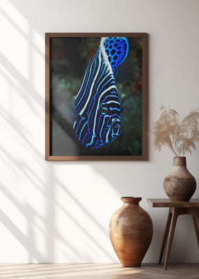 Emperor angelfish Poster