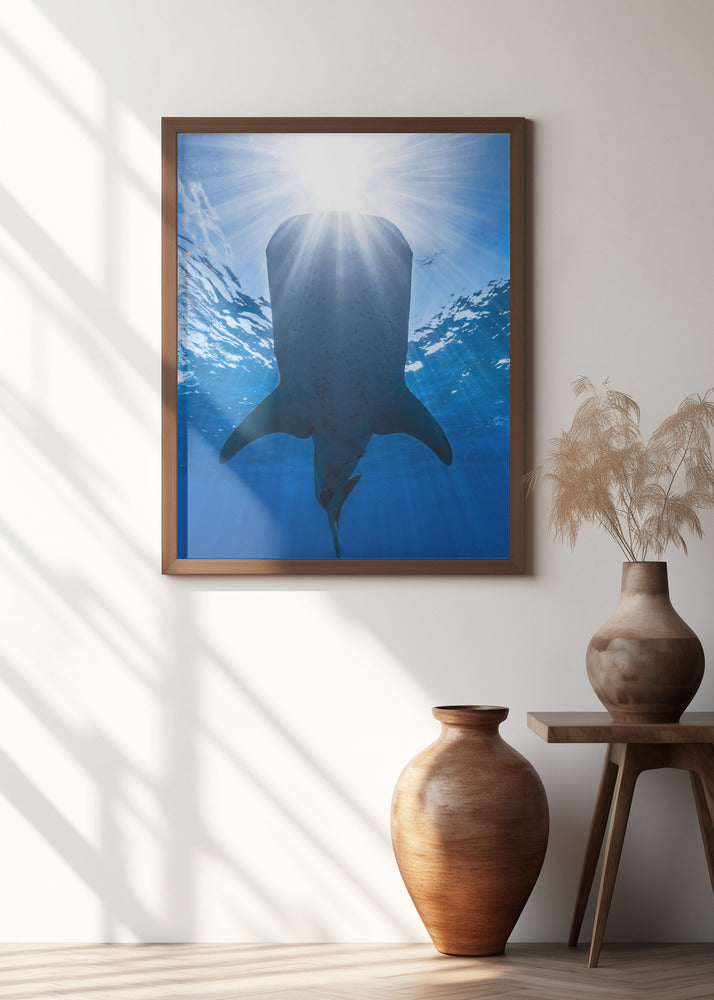 Whale shark and sun Poster