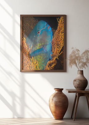 Ember parrotfish Poster