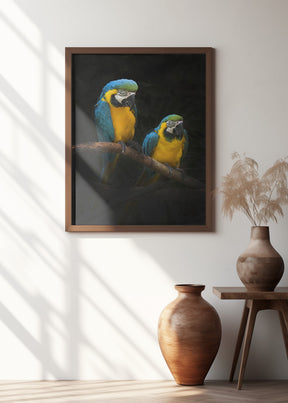 Macaw Parrots Poster