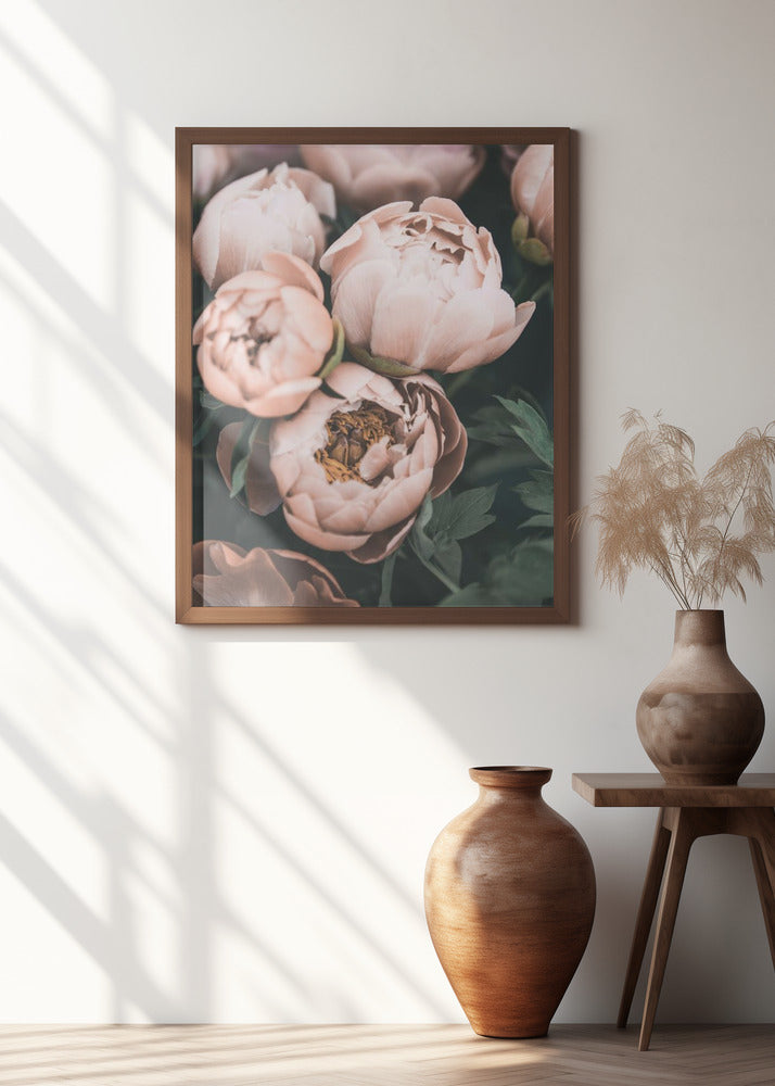 Coral Peonies Poster