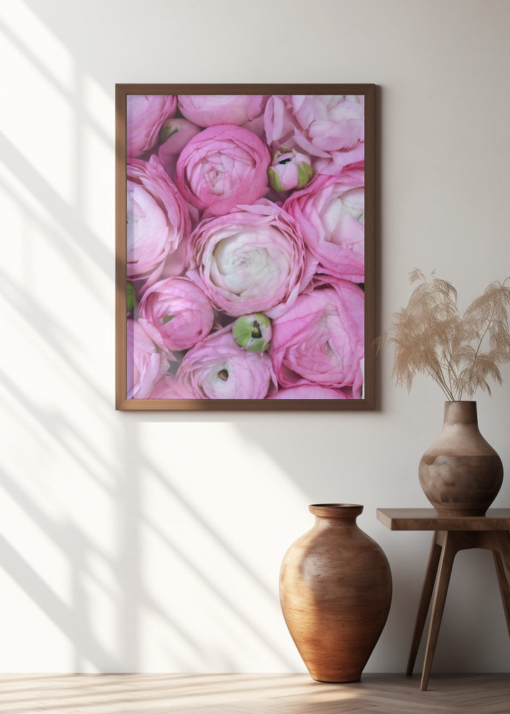 Pink ranunculus Poster