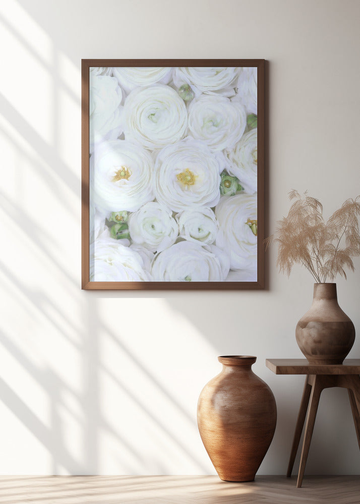 Pure white ranunculus Poster