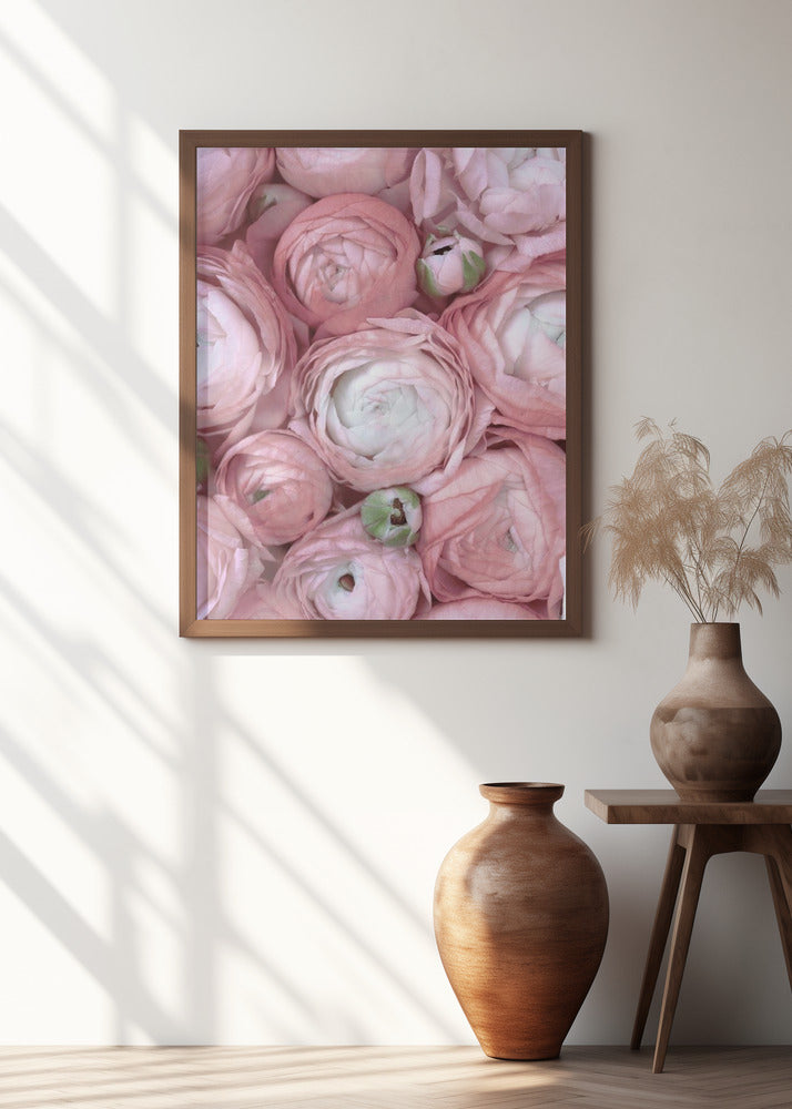 Subdued blush ranunculus Poster