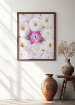 Singular ranunculus in hot pink Poster