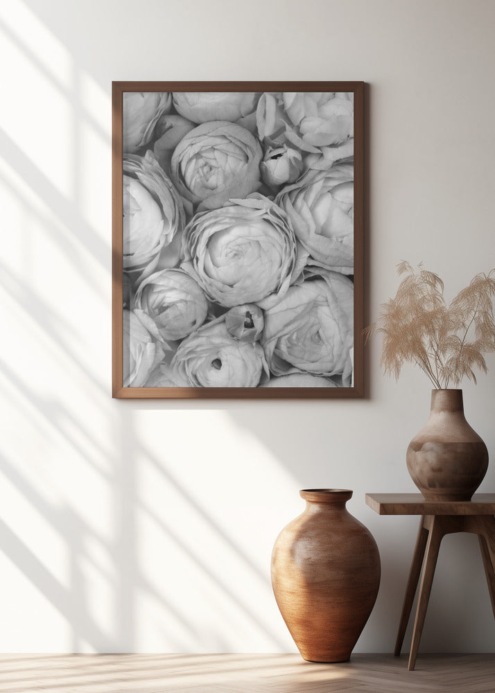 Gray ranunculus Poster