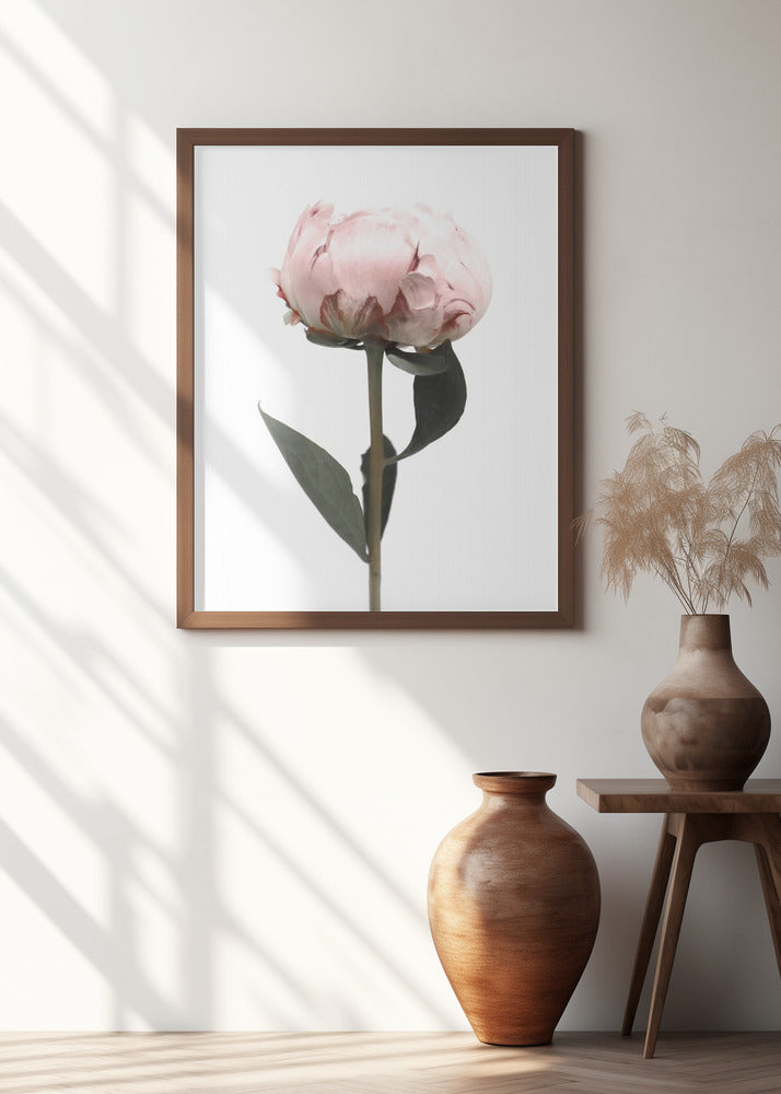 Blush peony II Poster