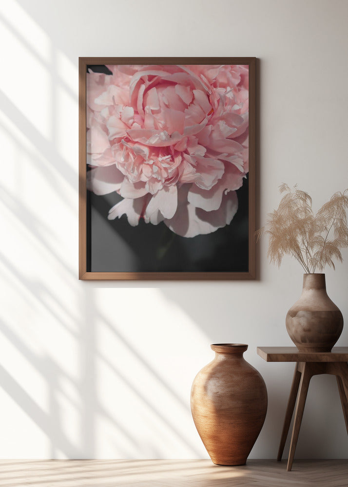 Blush peony V Poster