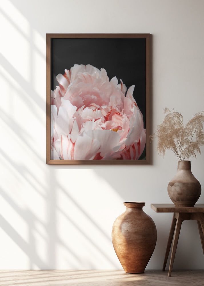 Blush peony VIII Poster