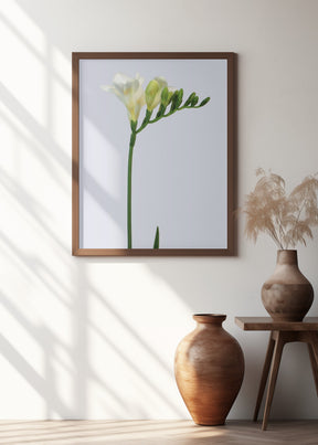 White freesia Poster