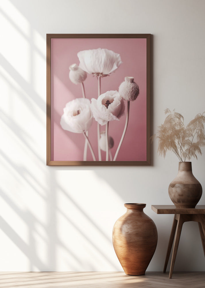 White Poppy On Pink Background Poster