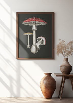 Amanita Muscaria Dark Background Poster