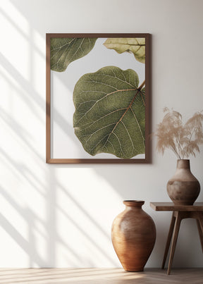 Abutifolia No2 Poster