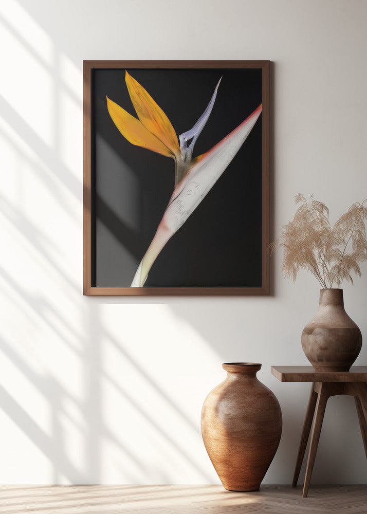 Bird of Paradise Poster