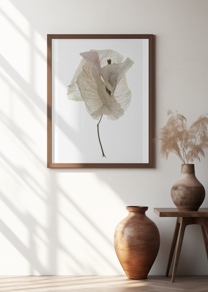 Bougainvillea Study No1 Poster