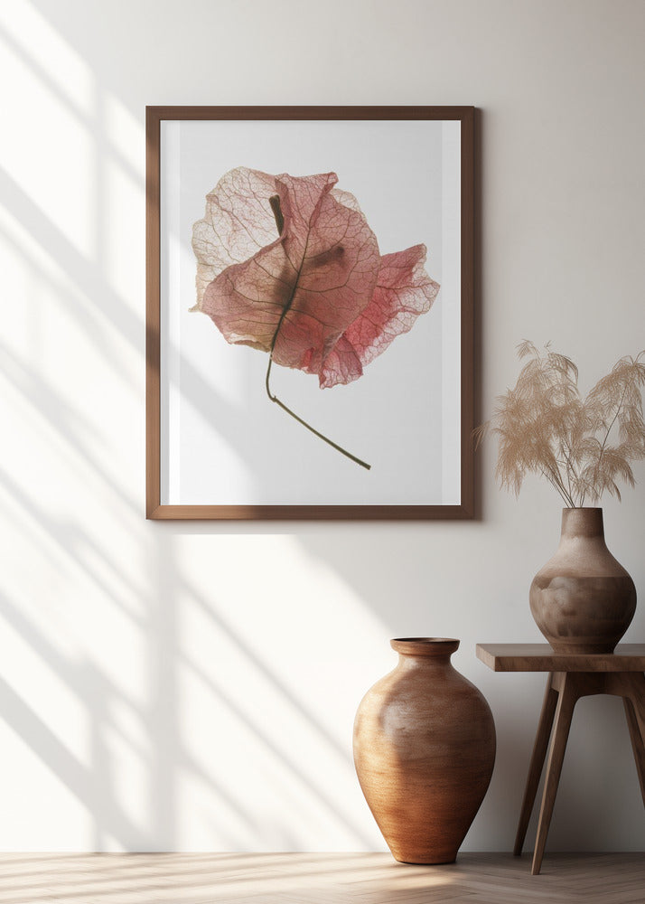 Bougainvillea Study No8 Poster