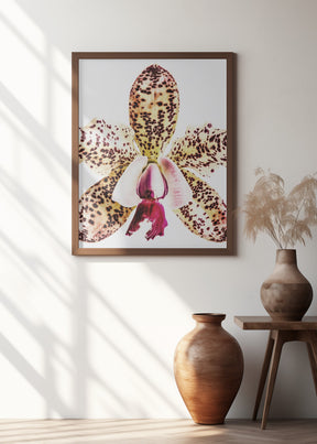 Coral Orchid Poster