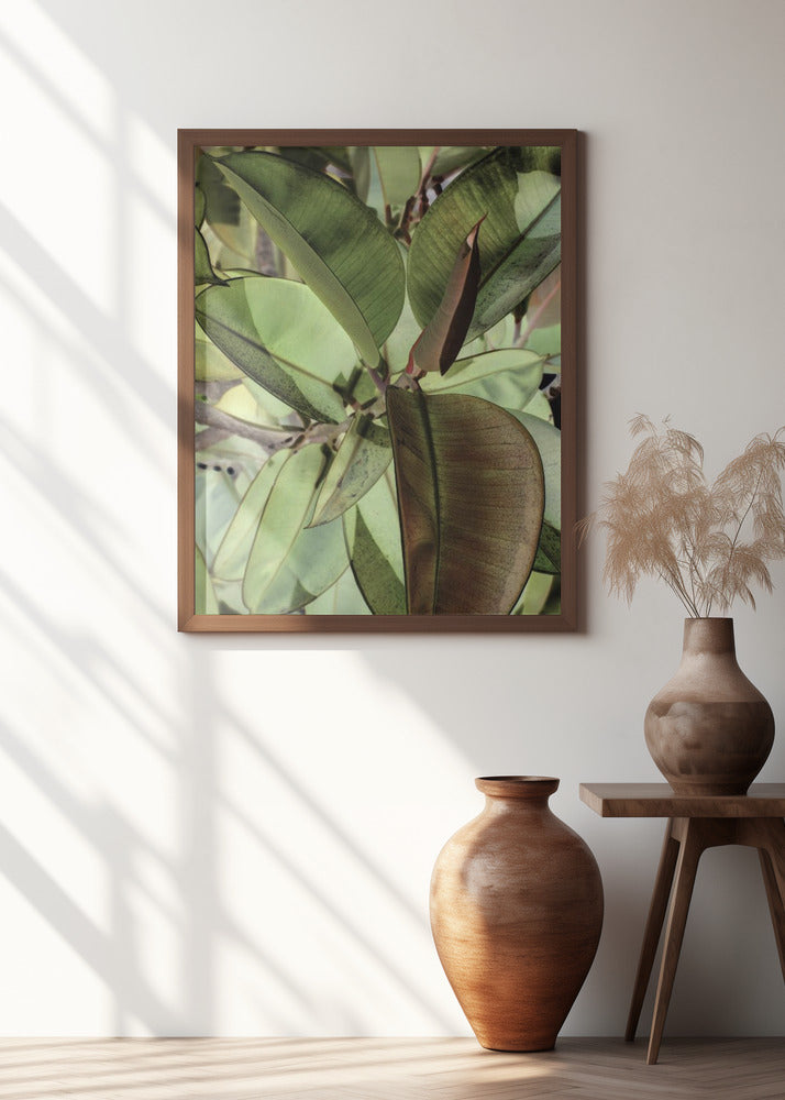 Ficus Elastica Poster