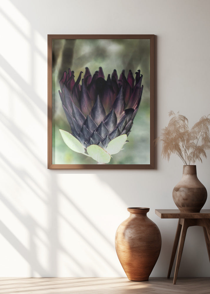 King Protea 01 Poster