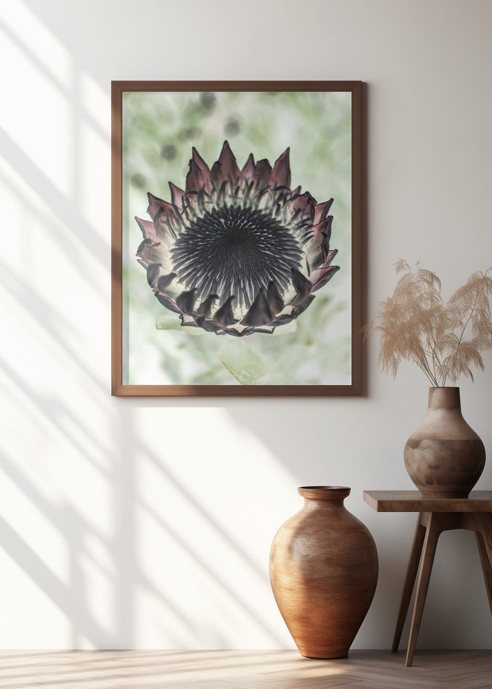 King Protea 02 Poster