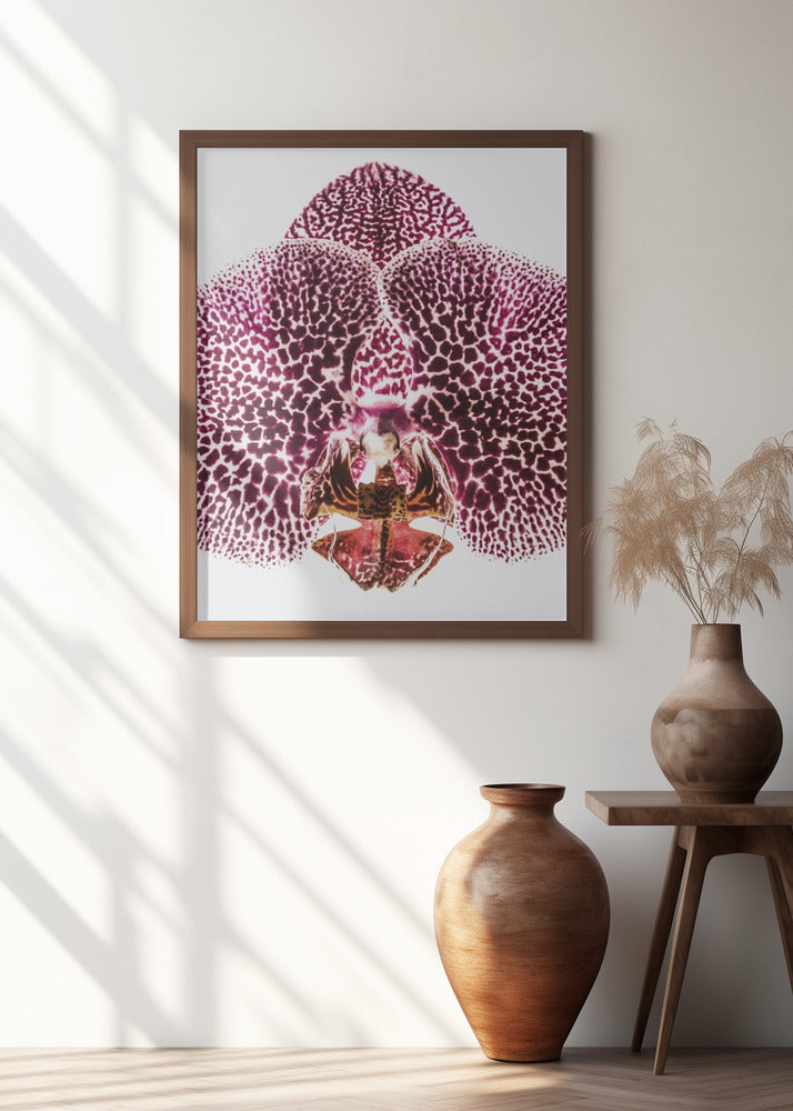 Leopard Orchid Poster