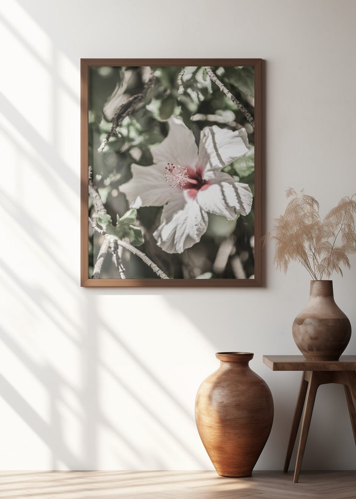 Pale Pink Hibiscus Poster