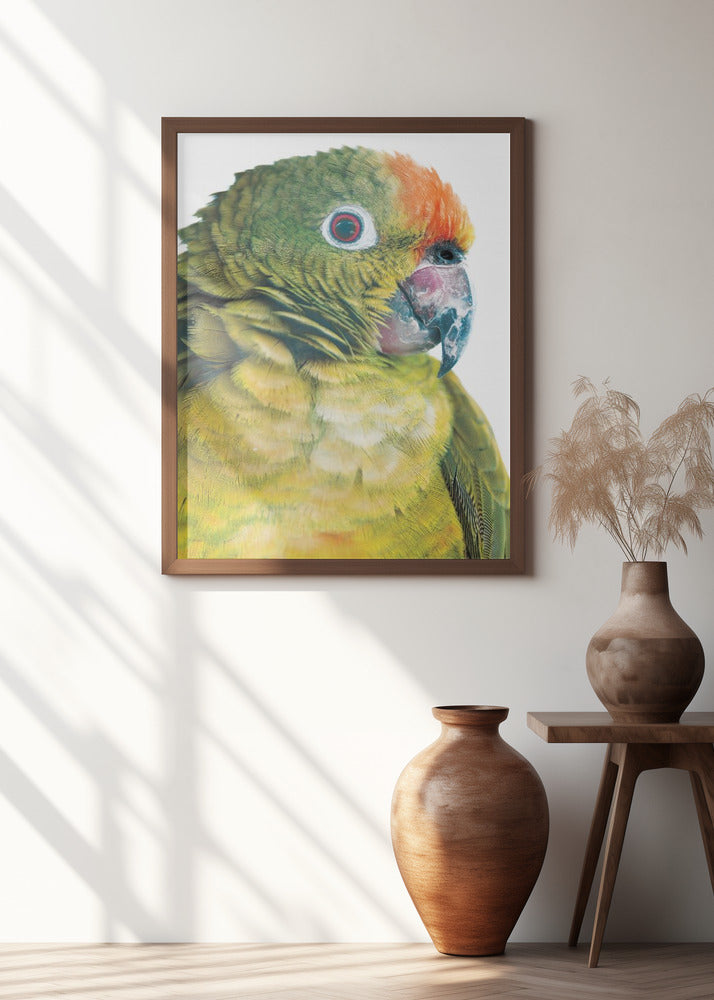 Parrot Poster